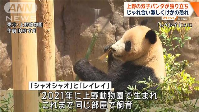 上野の双子パンダが独り立ち　じゃれ合い激しくけがの恐れ 2024年04月16日(火)