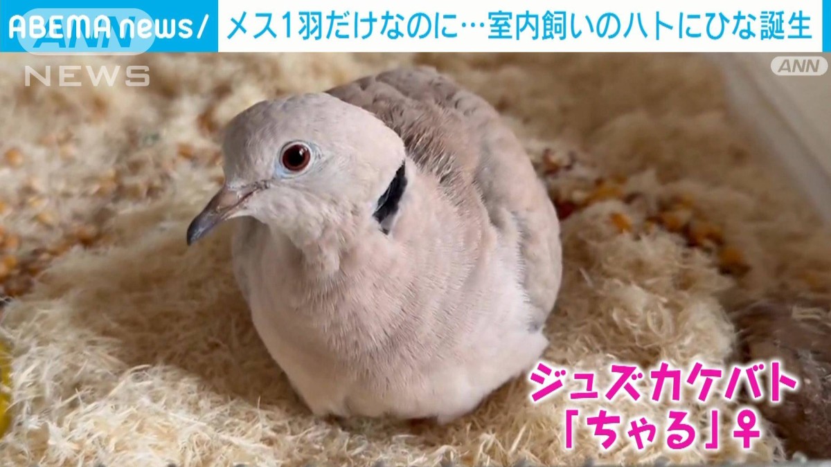 は と の ひな