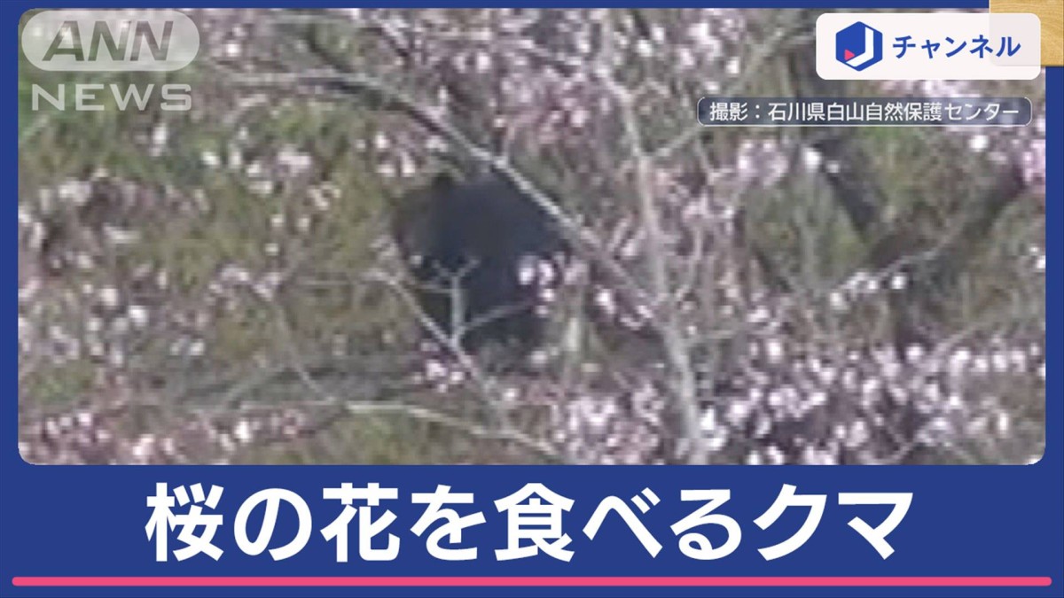 なぜ？桜の花を食べるクマ 花見の名所は厳重警戒