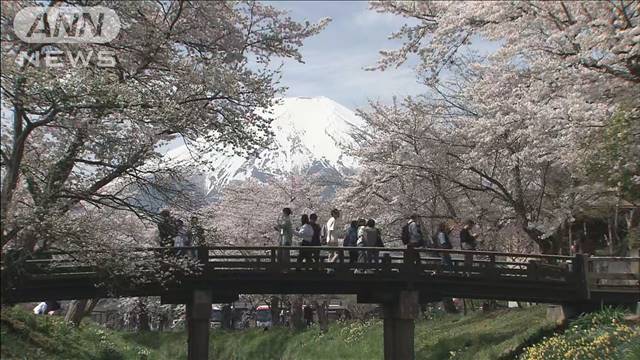 富士山と桜のコラボレーション　朝から観光客でにぎわう　山梨・忍野村 2024年04月20日(土)