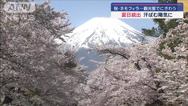 桜・ネモフィラ…観光客でにぎわう　関東～近畿で夏日続出！ 汗ばむ陽気に