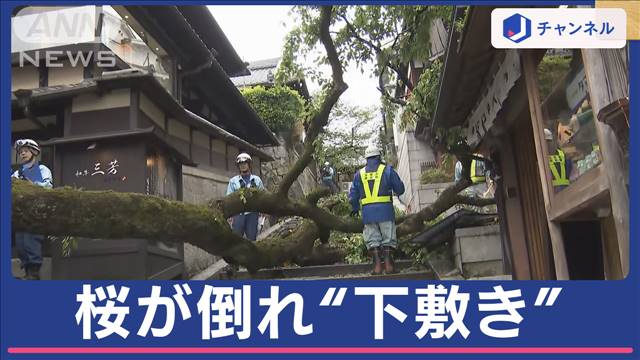 京都の観光名所で“桜”が倒れる　遠足中の教師が下敷きに