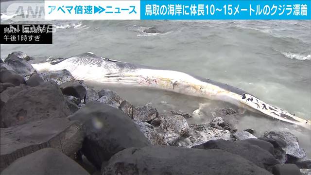 鳥取の海岸に体長10～15メートルのクジラ漂着
