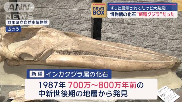 博物館の化石“新種クジラ”だった！ずっと展示されてたけど大発見 2024年04月26日(金)