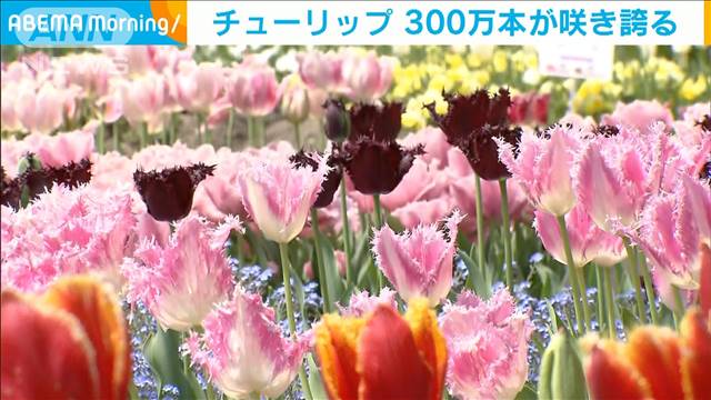 300万本のチューリップが咲き誇る　富山・砺波市 2024年04月30日(火)