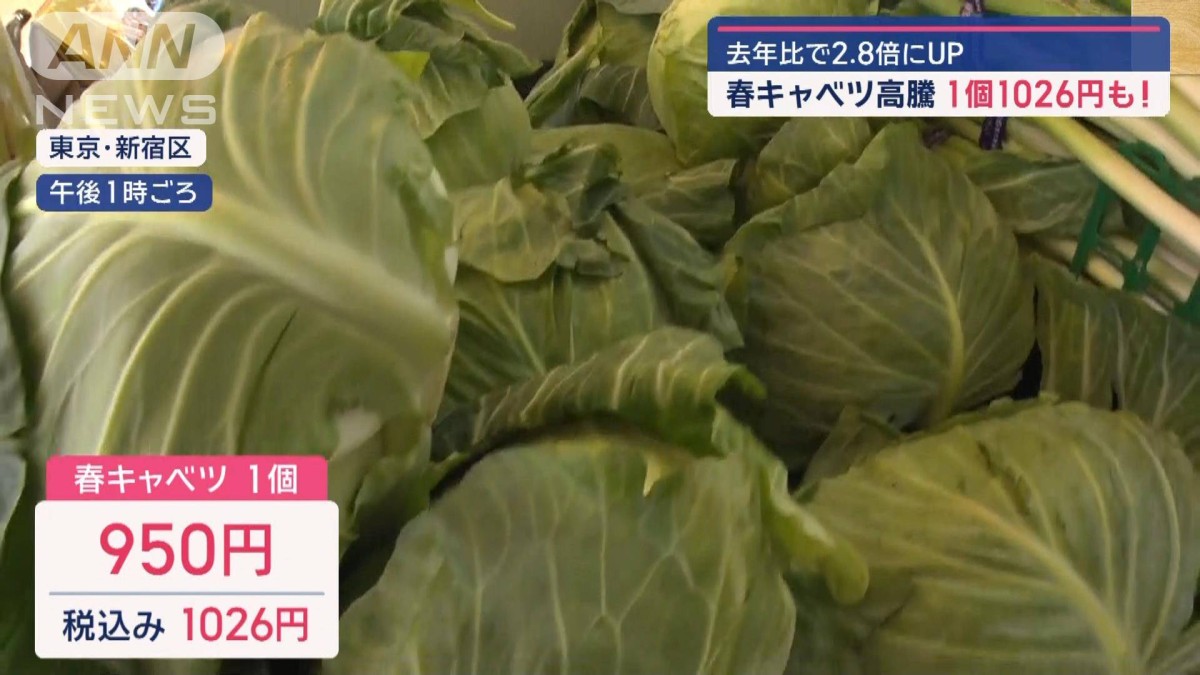 春キャベツ“高騰” 1個1026円も… 去年比で2.8倍にUP お得な野菜は？