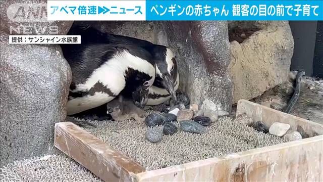 ペンギンの赤ちゃんがひょこっと…観客の目の前で子育て公開！！