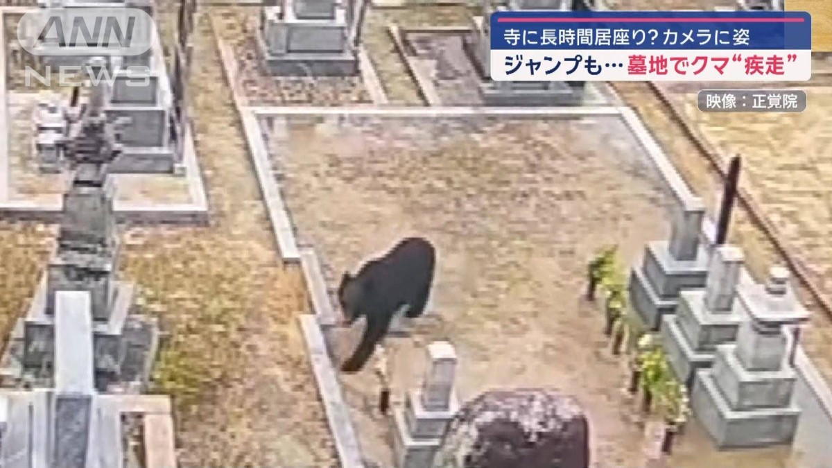 寺に長時間居座り？カメラに姿 ジャンプも… 墓地でクマ“疾走”