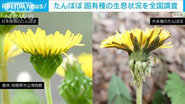 日本固有種のタンポポの全国調査「数十年で変化が…」　外来種と交配した雑種も増加