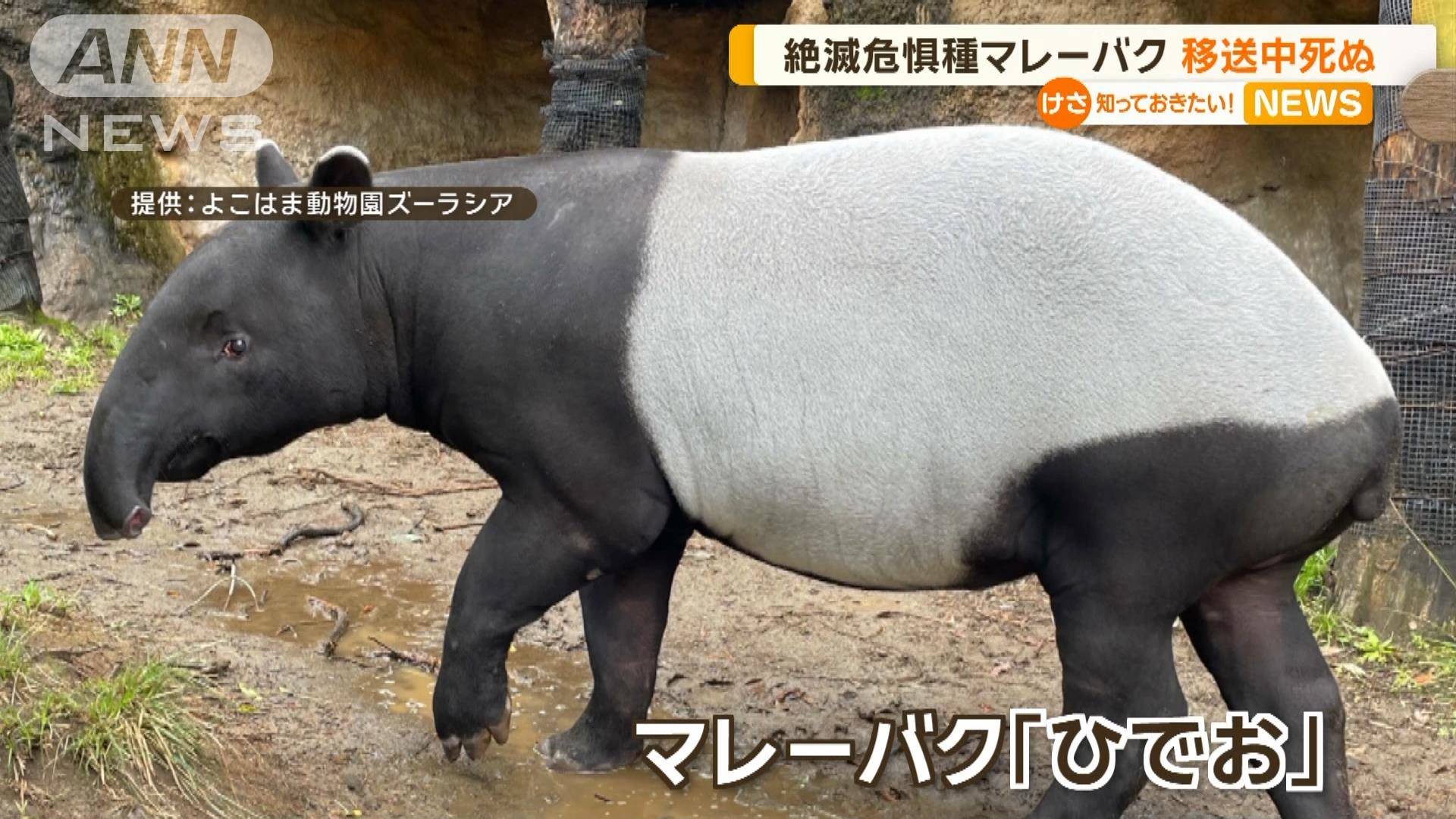 マレーバク – マレーバク 天敵 – JCLUSQ