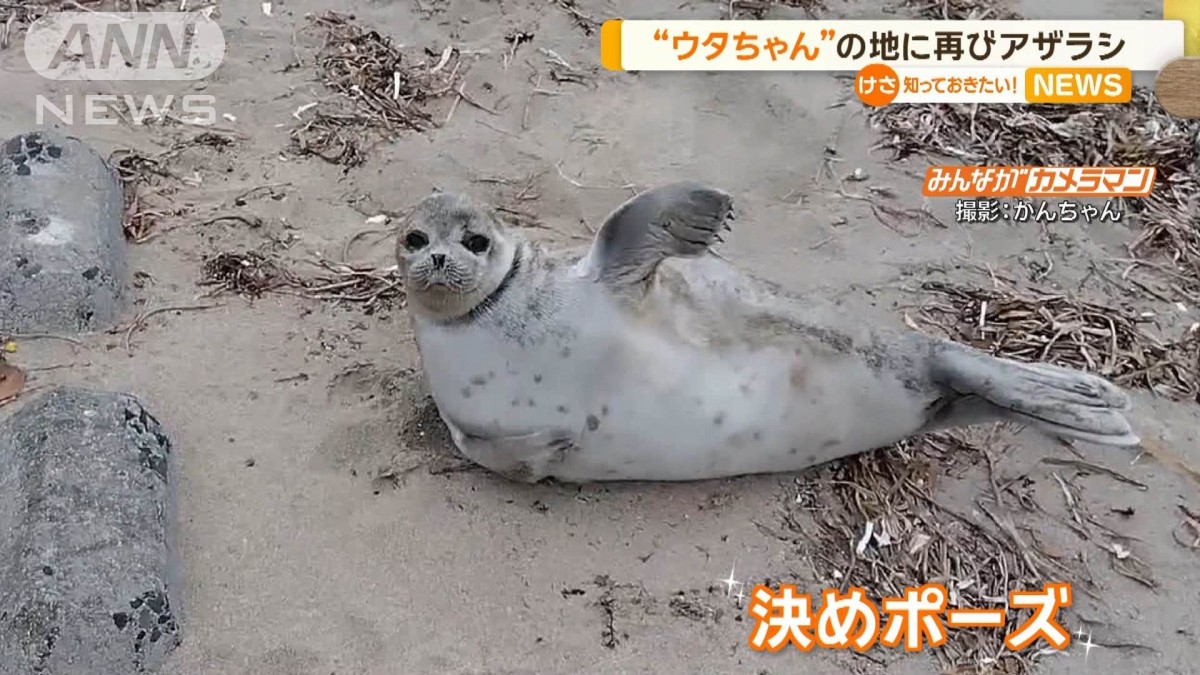 ウタちゃん」の地に再び…アザラシ？ 宮城・南三陸町