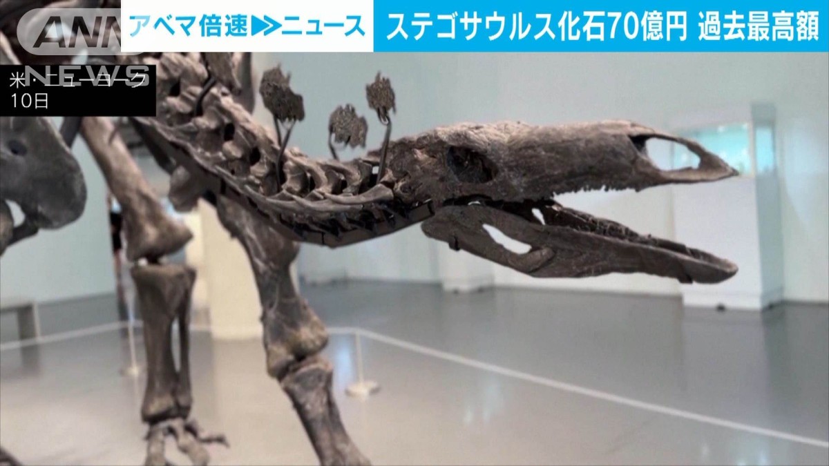 過去最高70億円！「ステゴサウルス」の化石、NYのオークションで落札