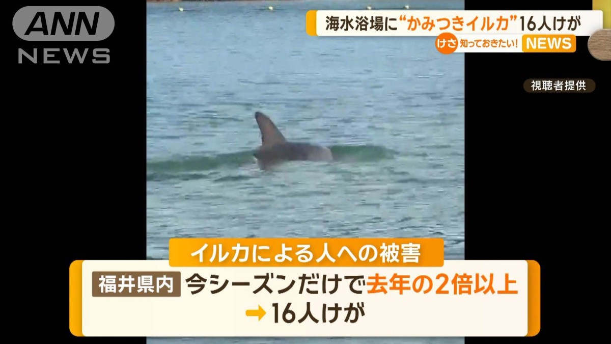 海水浴場に“かみつきイルカ” 16人けが