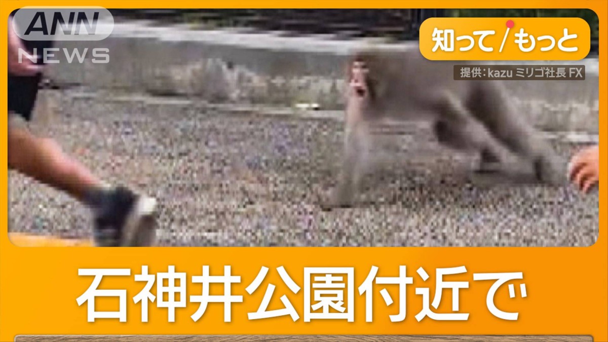 猿！ 東京・練馬区にサル出没 下校中の子どもを威嚇も