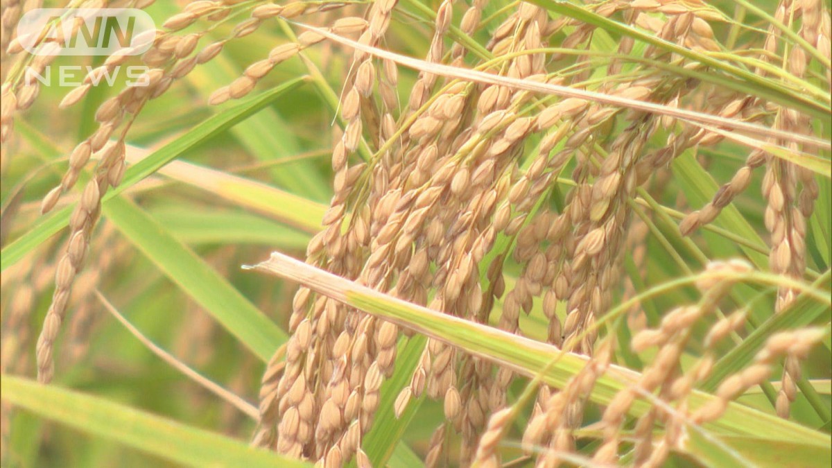 9月のコメの相対取引価格　初の2万円超え（60kg）