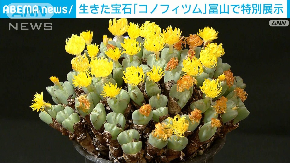 生きた宝石「コノフィツム」富山で特別展示 愛らしい見た目や豊かな