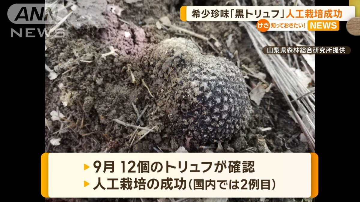 高級食材「黒トリュフ」 山梨で人工栽培に成功、国内で2例目 6年前から試み