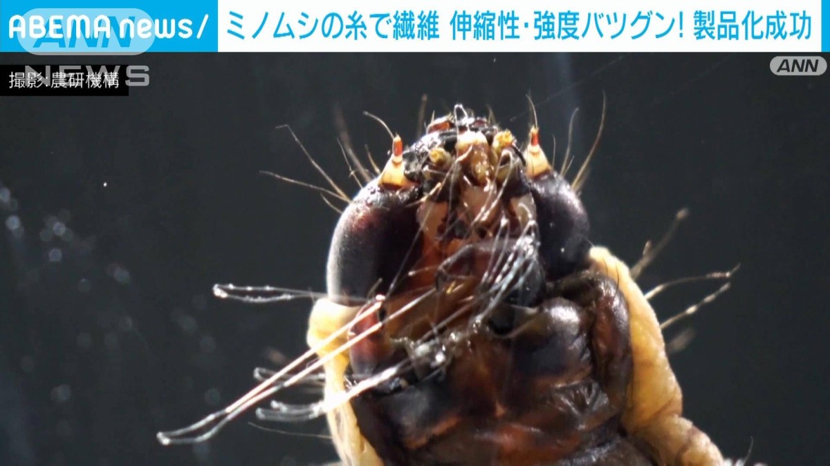 世界初!ミノムシの糸で出来た繊維を製品化「化学繊維や炭素繊維に代わる存在」