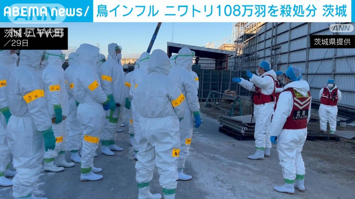 茨城・八千代町の養鶏場で鳥インフル感染確認 約108万羽のニワトリを殺処分