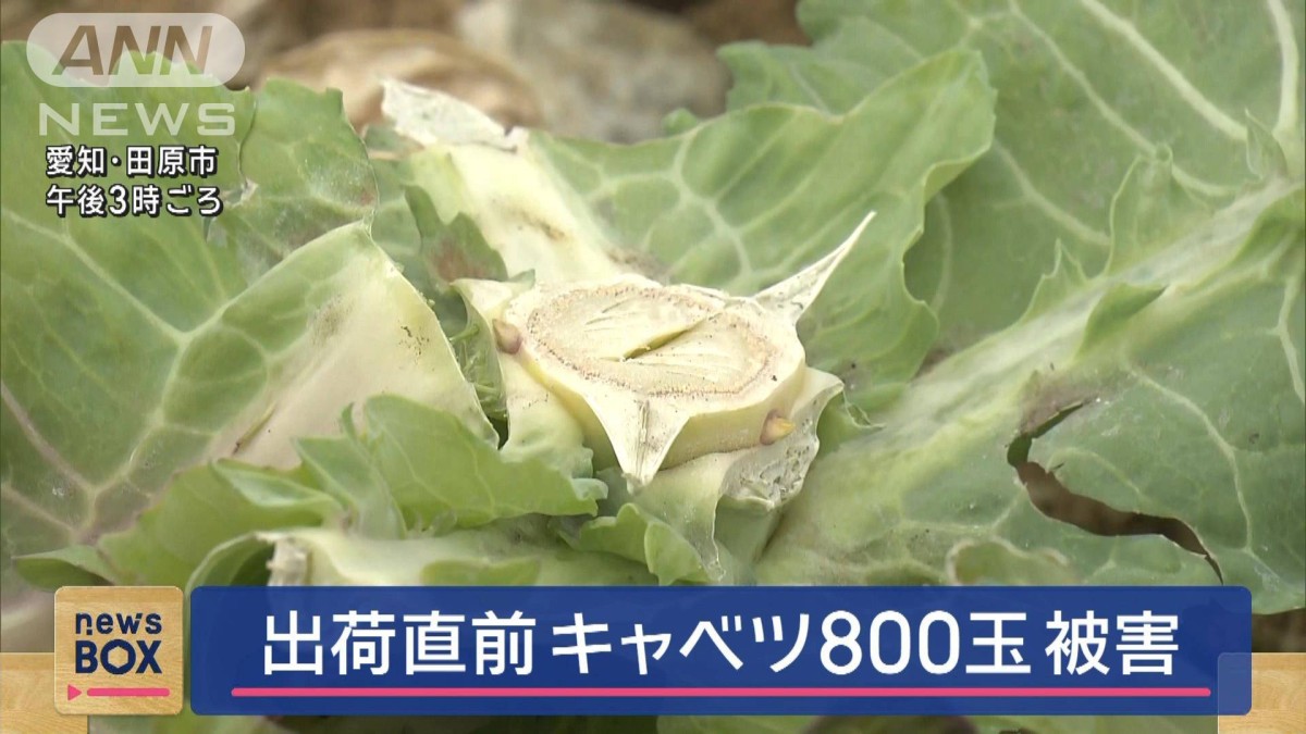 出荷直前キャベツ800玉被害 愛知・田原市