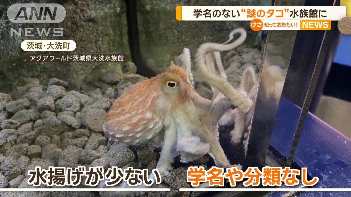 学名のない“謎のタコ”水族館に 茨城