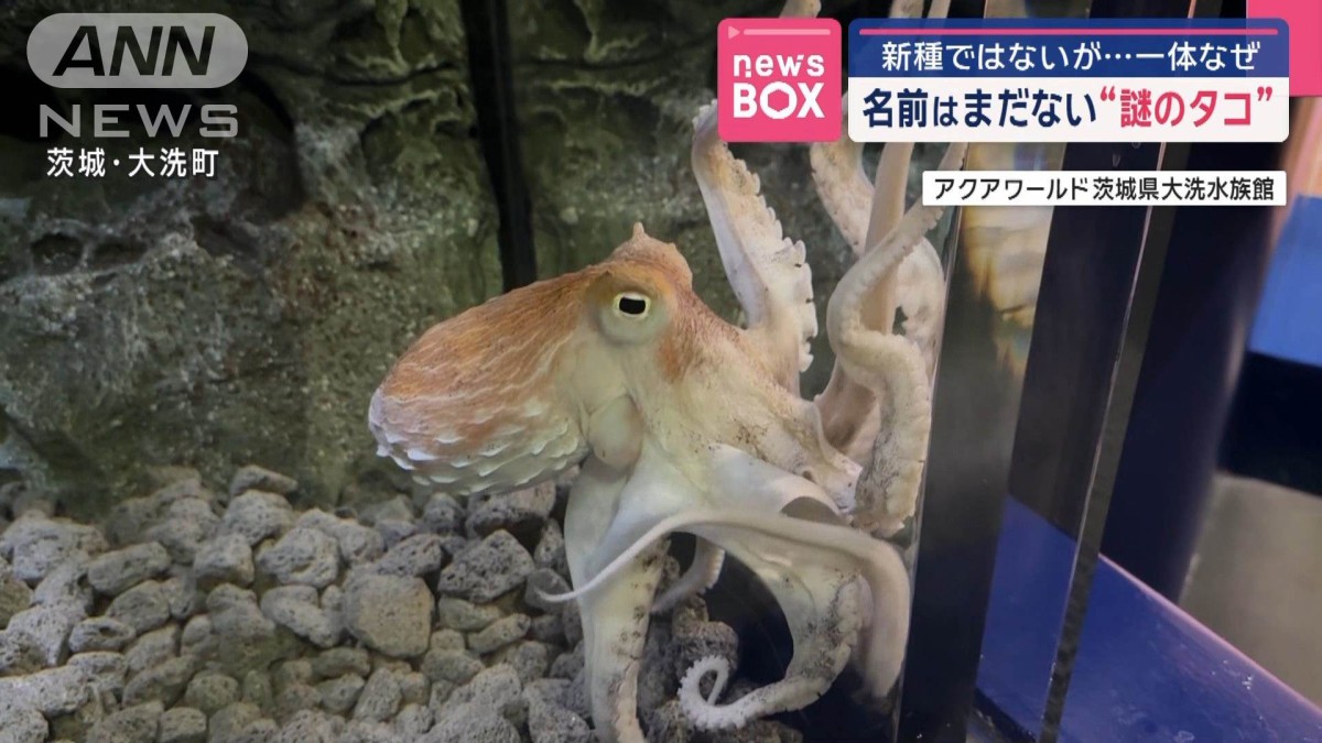 名前はまだない“謎のタコ” 新種ではないが…一体なぜ