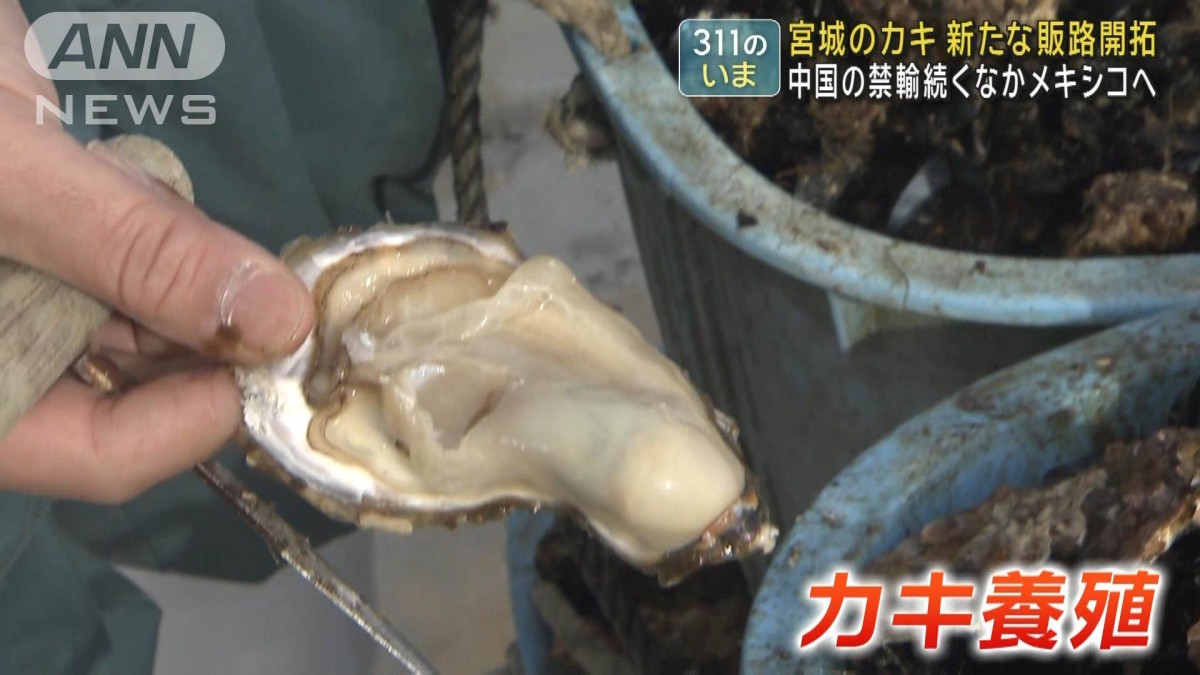 311のいま】宮城のカキ 販路拡大の挑戦 中国の禁輸14年間続く