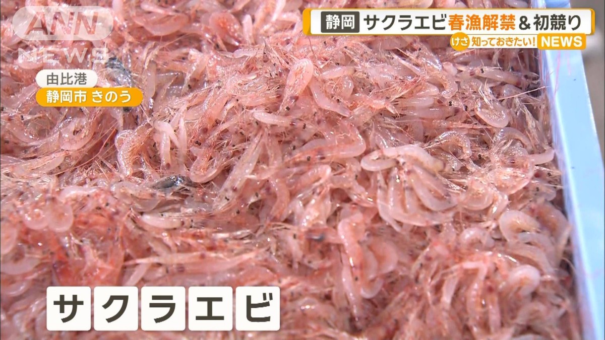 静岡でサクラエビ春漁解禁＆初競り
