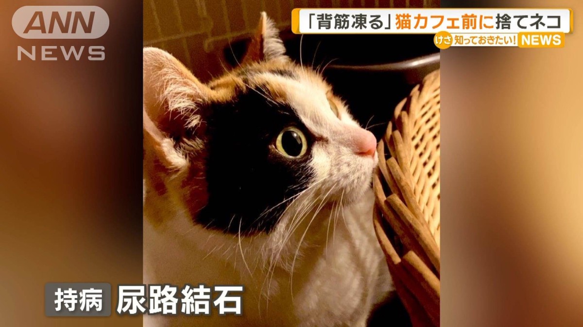 保護猫カフェ前に捨てネコ「背筋凍る」