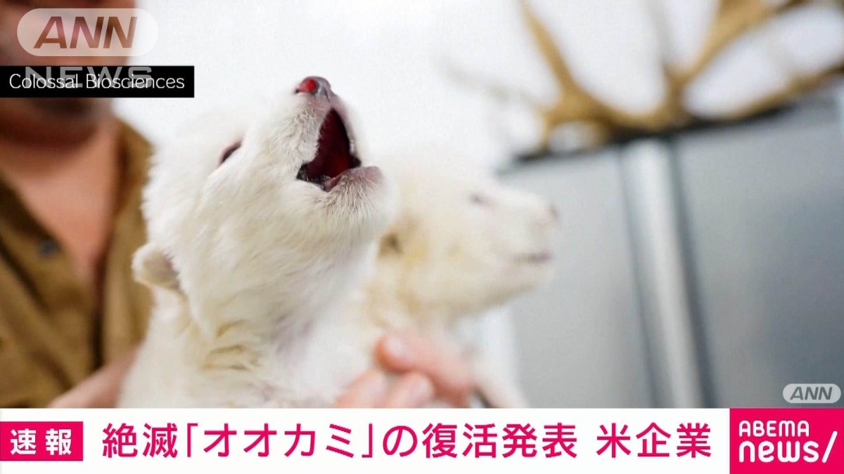 狼の碑 エゾオオカミ絶滅記 初版 JAMMIN | Social Wear Brand