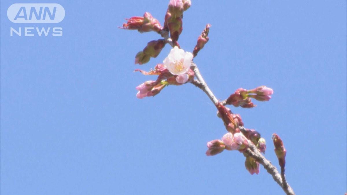 桜前線 4か月の旅を終えて本日ゴール　網走で開花発表