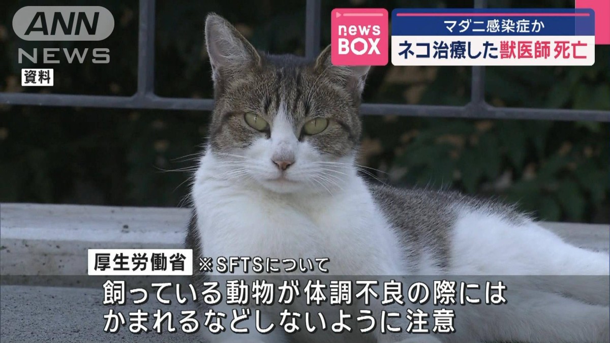 マダニ 感染 症 猫