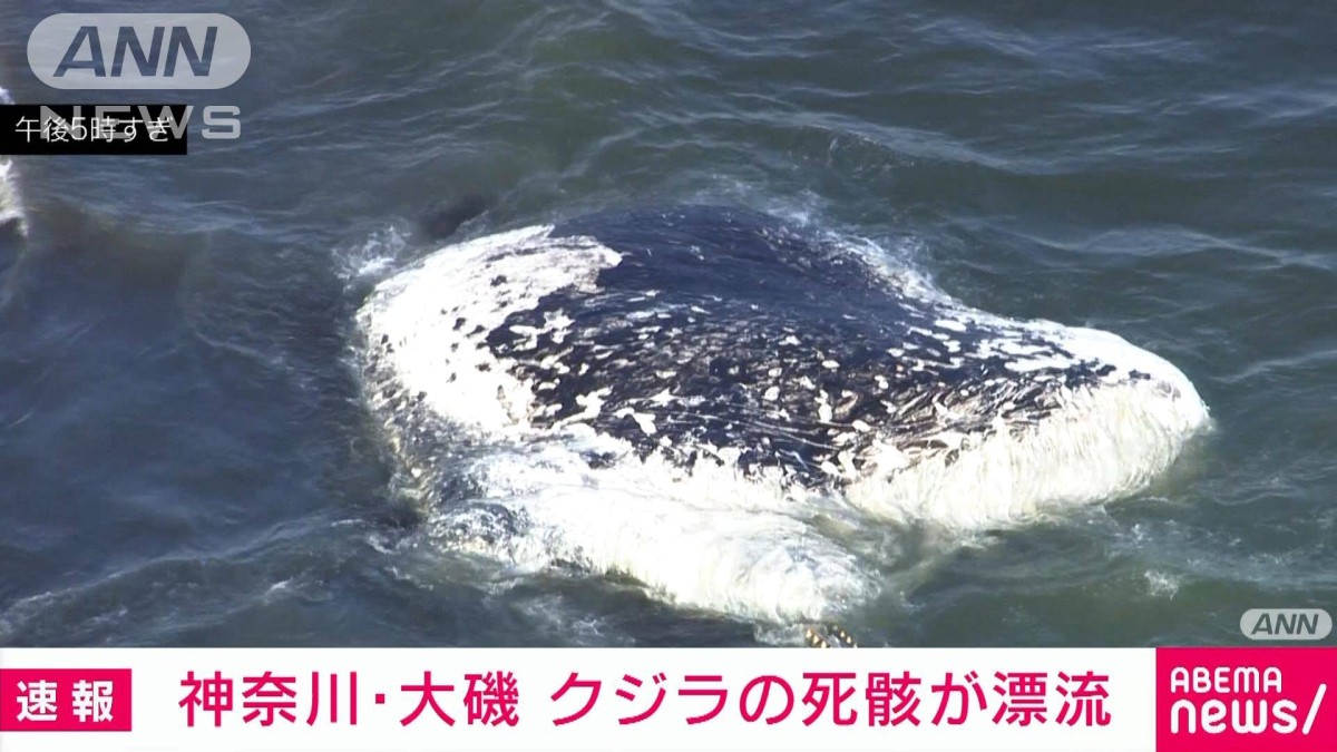 クジラの死骸が漂流 神奈川・大磯町の沖合に全長約7m