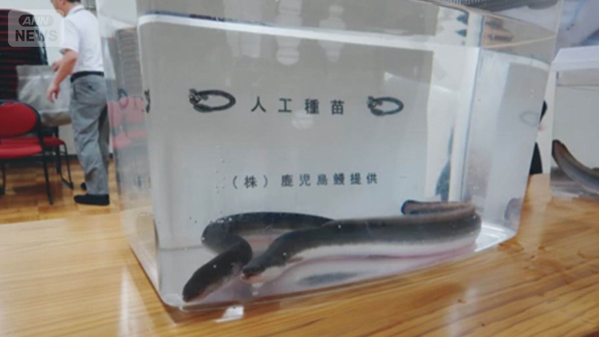 ウナギ完全養殖で量産へ　特許取得