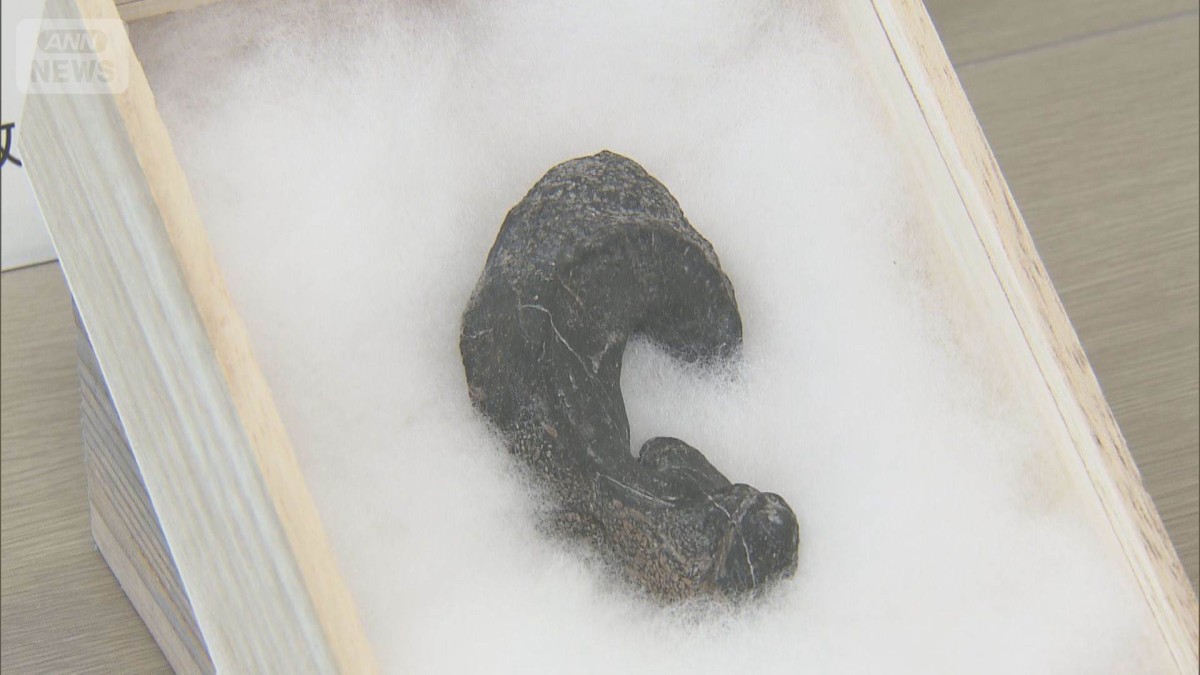 鹿児島で希少な化石発見 アジア初！世界4例目？ 海の爬虫類「セルマ