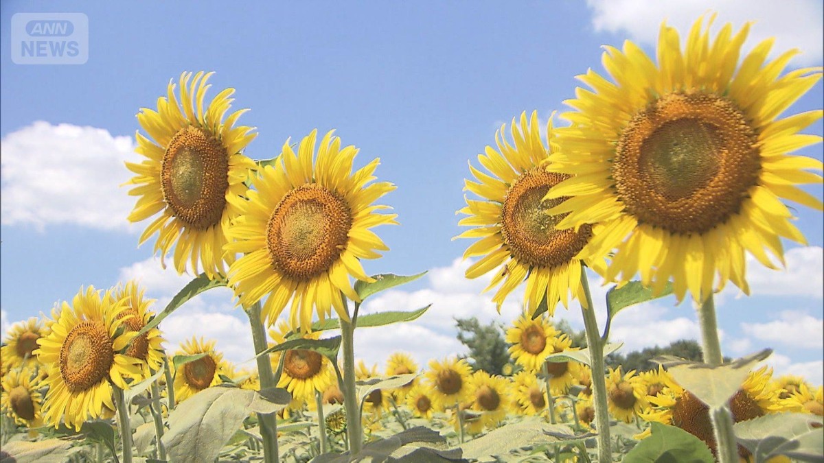 10万本のひまわり見頃 夏を彩る黄色い絨毯 都内では最大級 東京・清瀬市