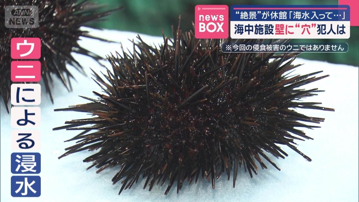 海中展望塔に海側から穴が開く　浸水で営業停止　“犯人”は…