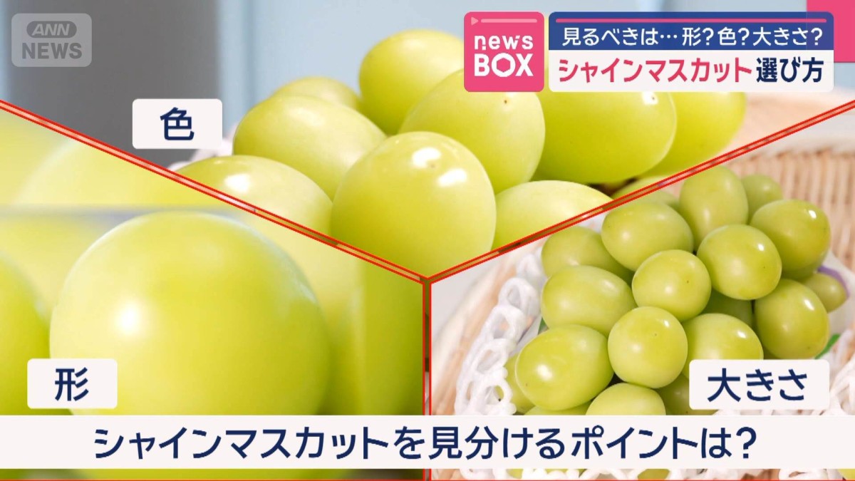 シャインマスカット選び方　見るべきは…形？色？大きさ？