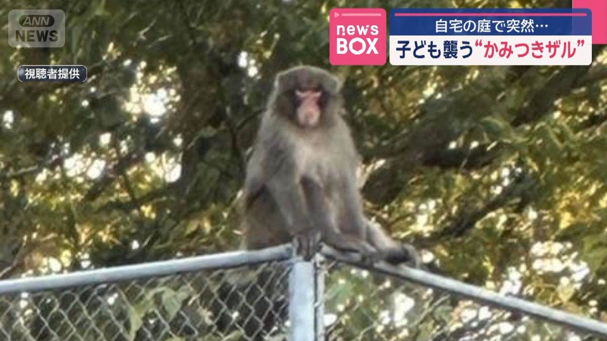 子ども襲う“かみつきザル” 自宅の庭で突然…