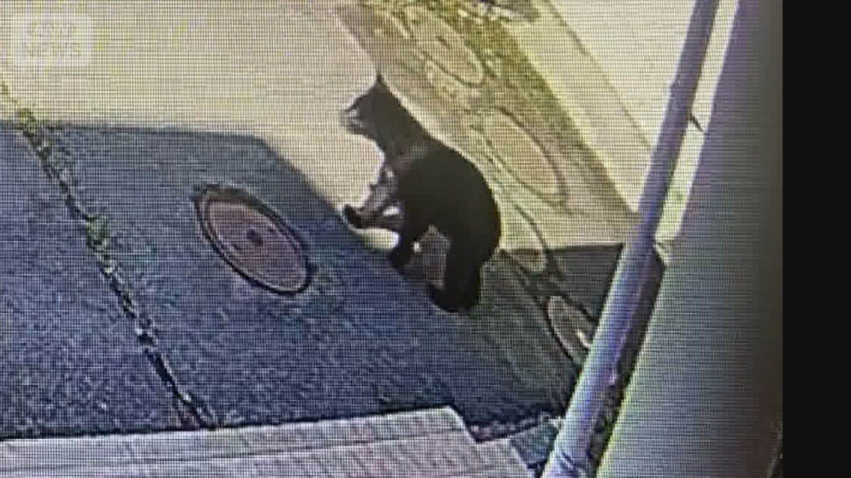 副校長とクマ“にらみ合い” 校内侵入“生徒たちの盾”に