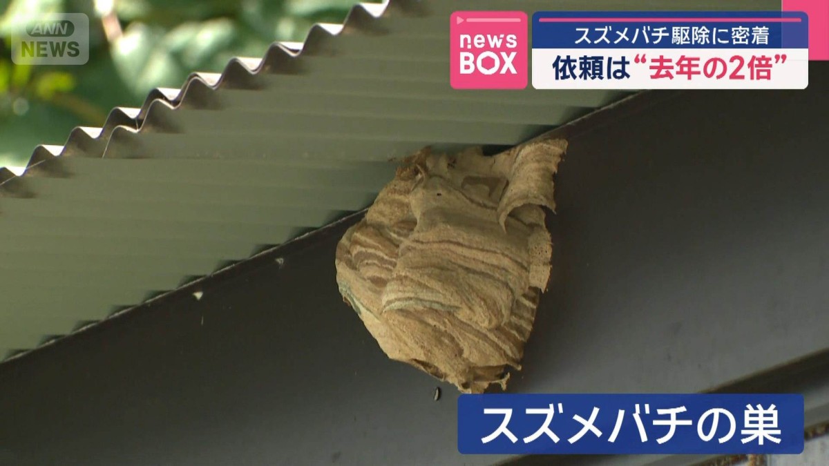 スズメバチ駆除に密着　依頼は“去年の2倍”