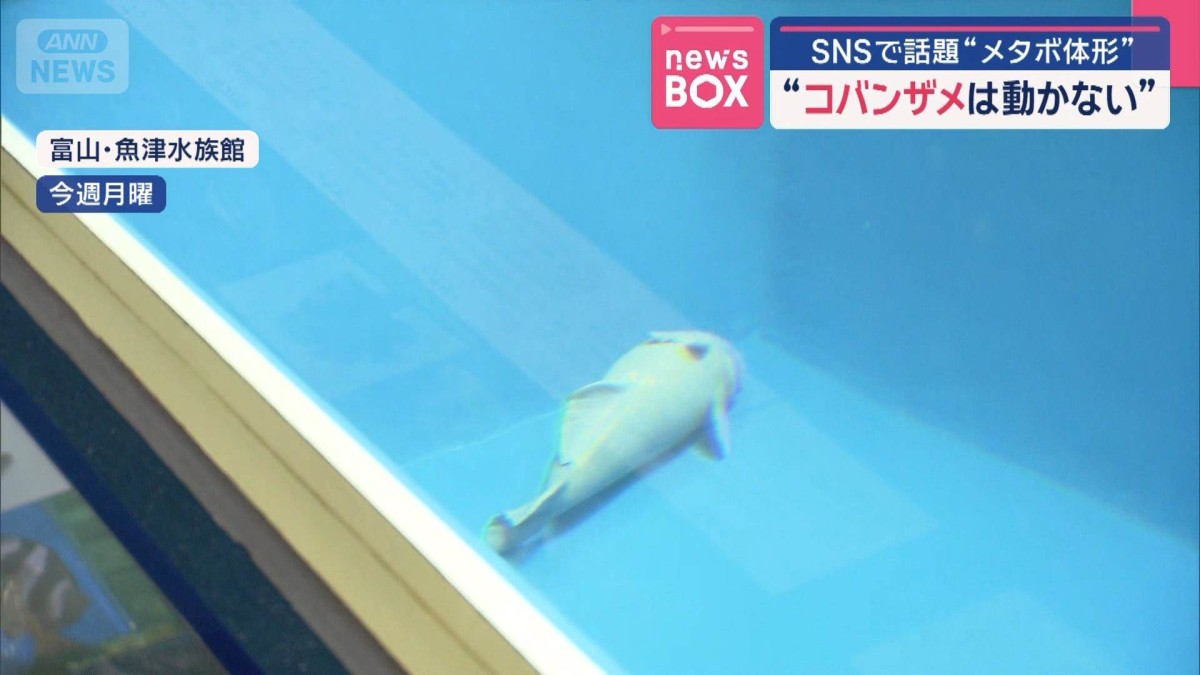 “コバンザメは動かない”　SNSで話題“メタボ体形”