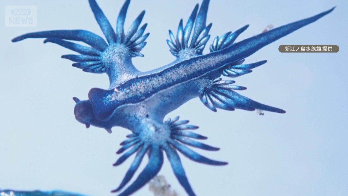 強い毒性を持つ生物「ブルードラゴン」発見　スペインで海水浴禁止に