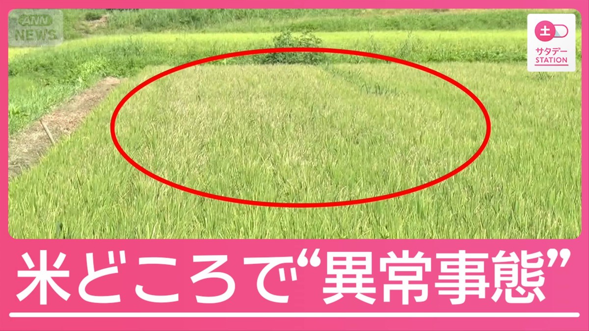 異常な猛暑で新米価格に影響も…米どころ新潟“異例の事態”