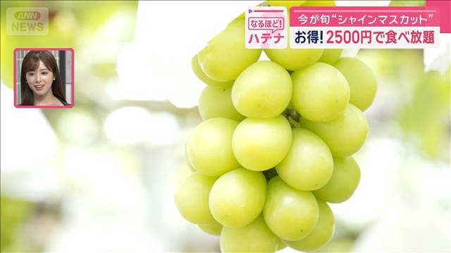 今が旬“シャインマスカット” お得! 2500円で食べ放題　