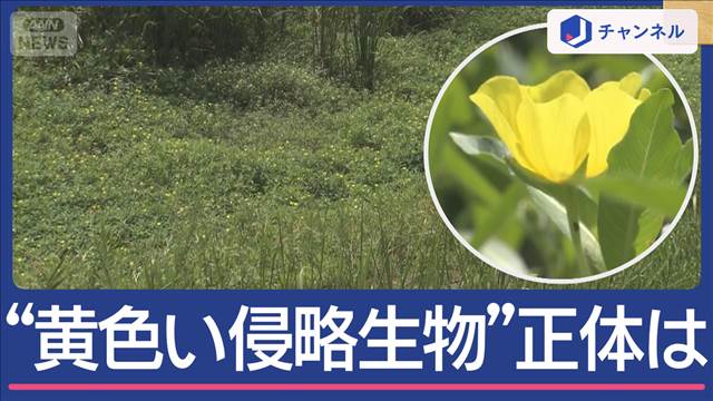 新米脅かす“黄色い侵略生物”正体は？京都の名所にも