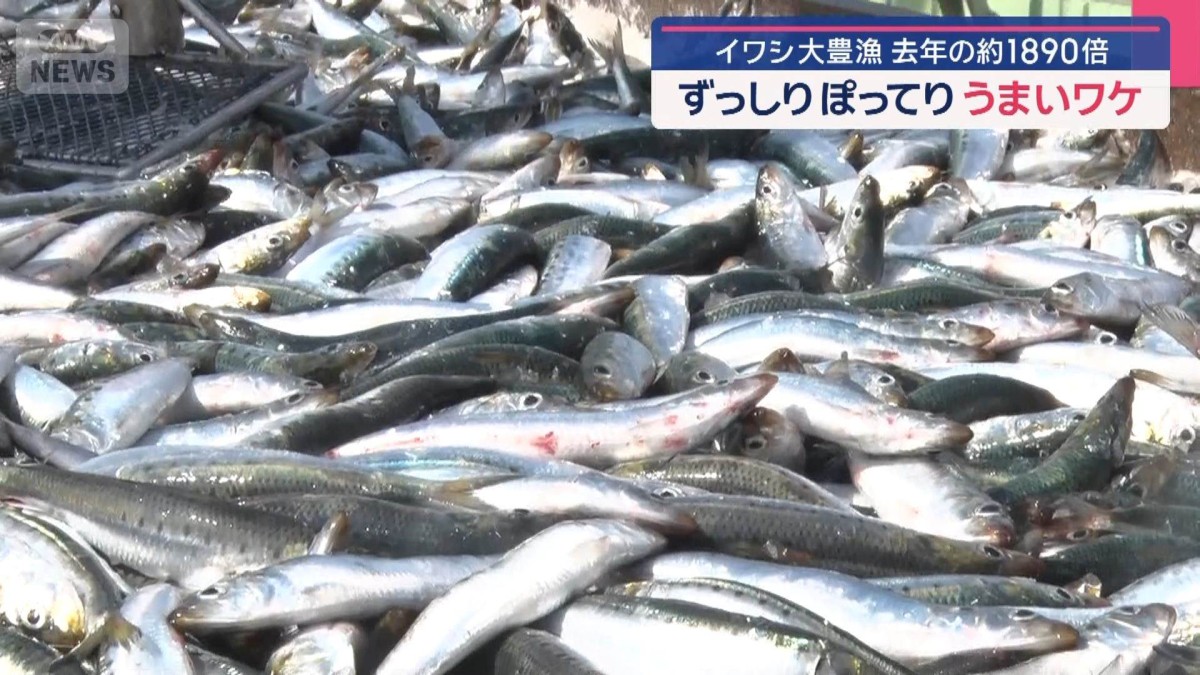 イワシが大豊漁　去年の約1890倍　ずっしりぽってりうまいワケ