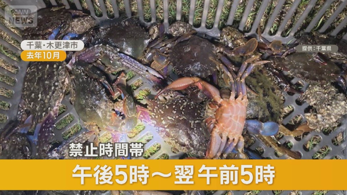 東京湾でワタリガニ大量捕獲の外国人が急増　中国SNSに「98匹」