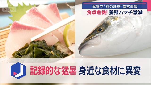 脂乗り抜群！天然ブリ2割安　猛暑で“秋の味覚”異常事態