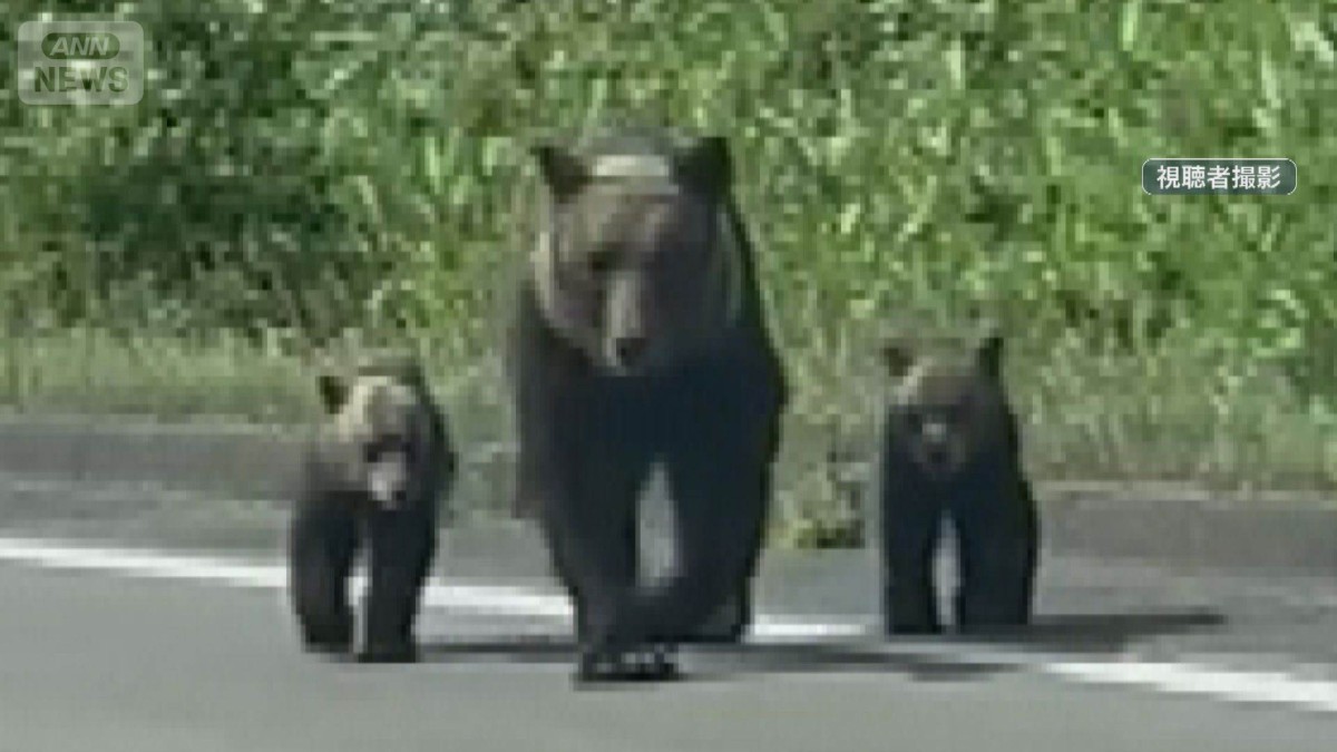 クマ駆除ハンターは違法か　“無許可発砲”は緊急避難？